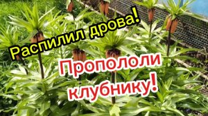 01-04-2026 Распилил дрова.Пропололи клубнику.