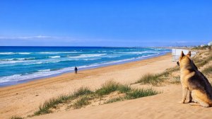 1 апреля 2026 года Море Раковина Дюны Лох узколистый и Пёсель