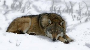 Почему Хазин не создаст теорию будущего, или Человек - основной товар