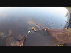 РЫЖИЙ СОСЕД ЗАГЛЯНУЛ К НАМ В НЕВОД И СГЛАЗИЛ РЫБУ КОЗЁЛ!