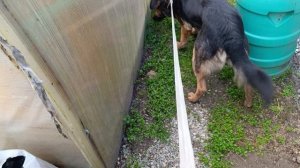 Дуринда на прогулке