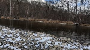 Ленок на мушку осенью