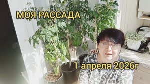 МОЯ РАССАДА.🌺🍅ТОМАТАТЫ,ПЕРЦЫ,ЦВЕТЫ,01.04.26г