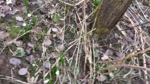 Белоцветник зацветает!