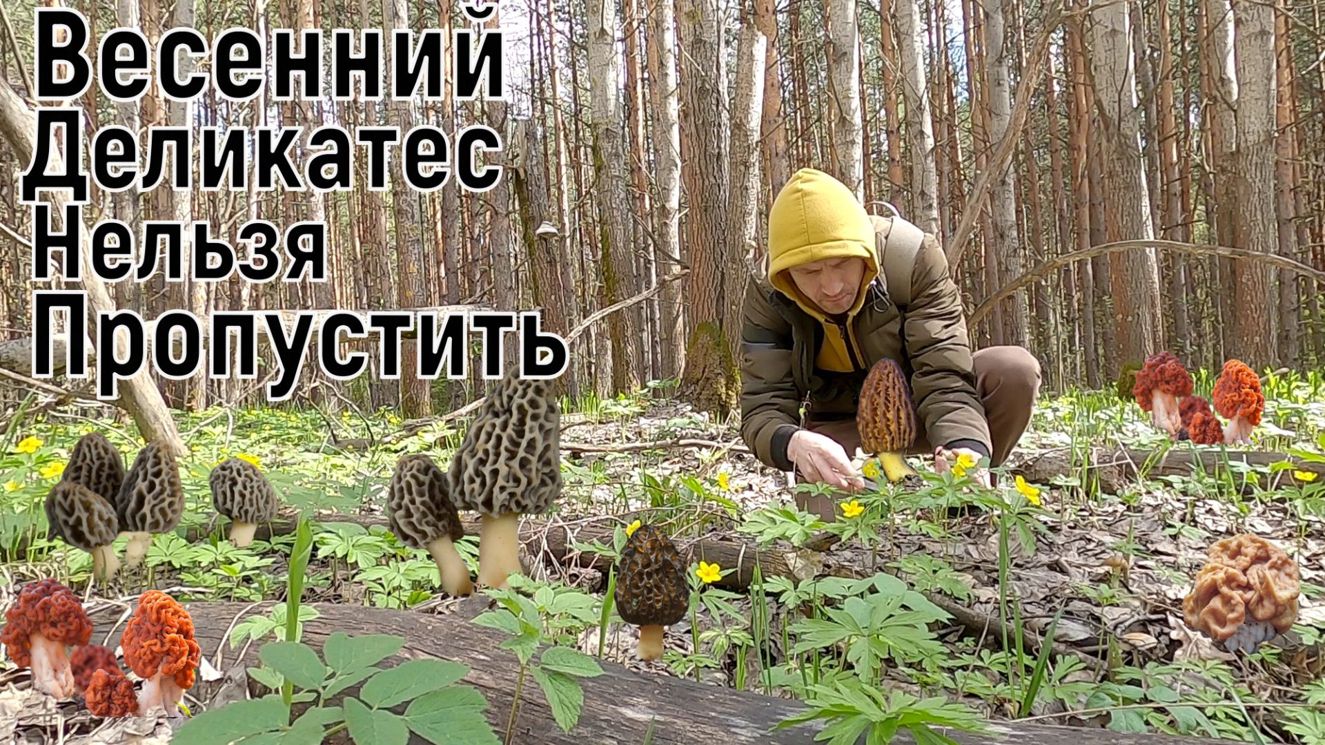 Сбор Грибов. Сморчки Грибы Невидимки. Чудо Природы или Лесной Деликатес