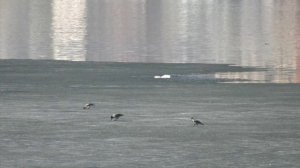 Сколько человек погибло в 2026 году на водоёмах Воронежской области