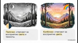 Биология 9 класс параграф 44 Понятие об анализаторах Зрительный анализатор конспект