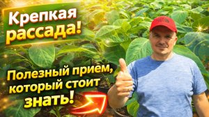 Рассада перца станет намного крепче даже при выращивании в комнате