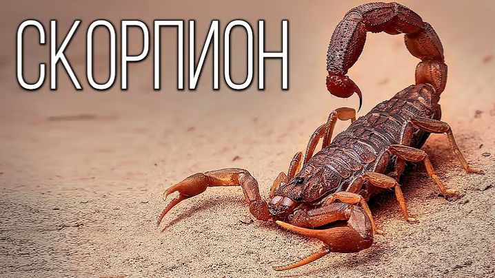 Скорпионы: Древние Воины Пустыни