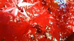 Осень. Японский красный клен. Красивое видео.