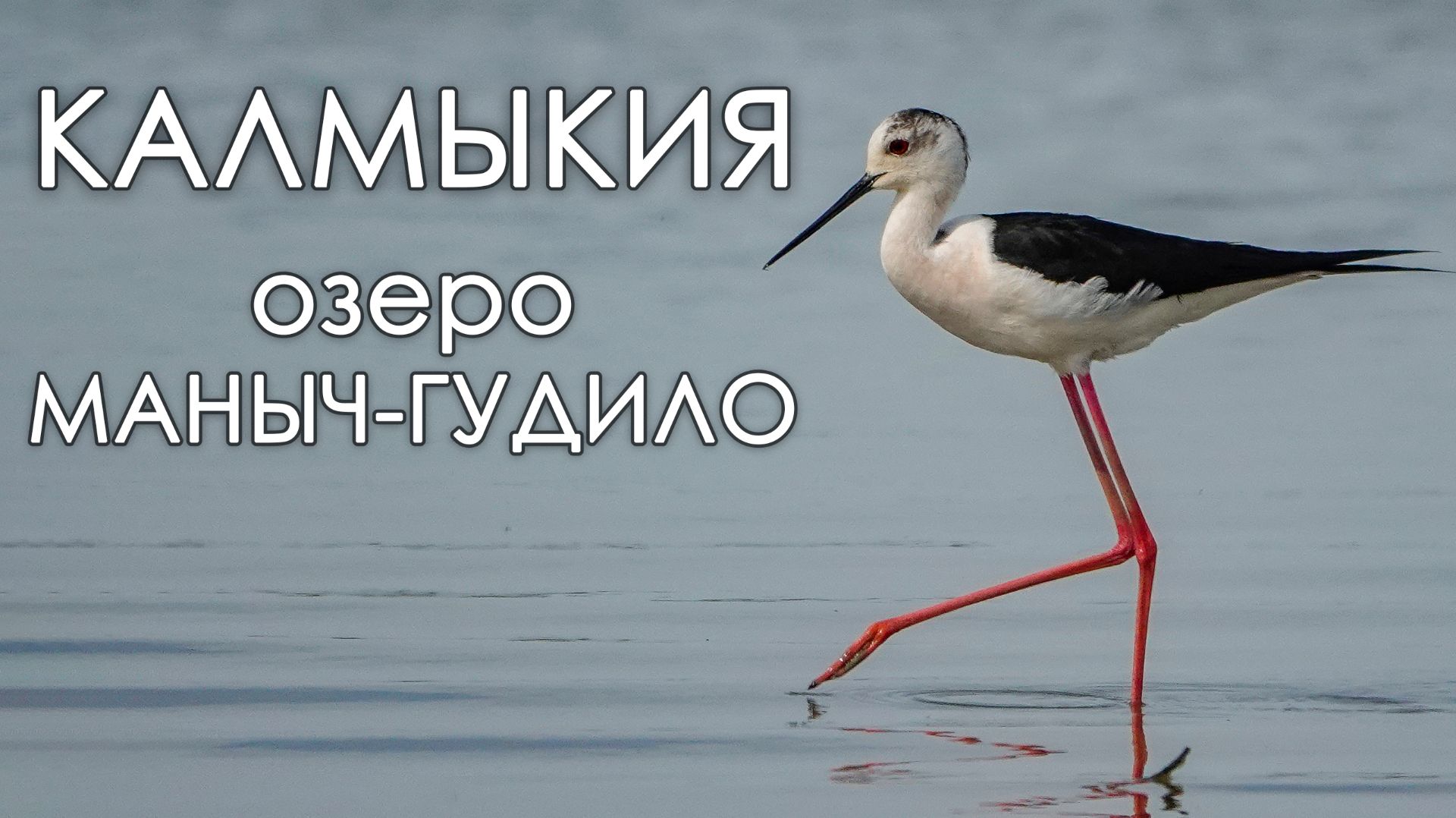 Озеро Маныч-Гудило: документальный фильм о птицах