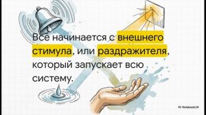 Биология 9 класс параграф 47 Вкусовой и обонятельный анализаторы конспект