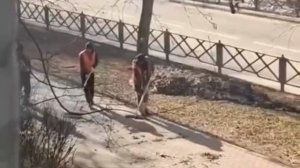 В Химках дворники устроили «уборку ради отчёта»

Сначала листья специально разбросали по тротуару,