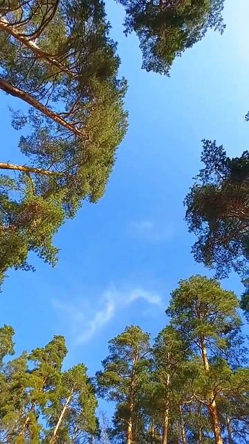 Первое апреля 🌲✨🌞🌲✨🌲
