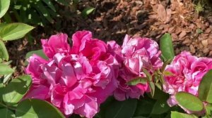 Небольшая прогулка  - знакомство, по моим цветникам.