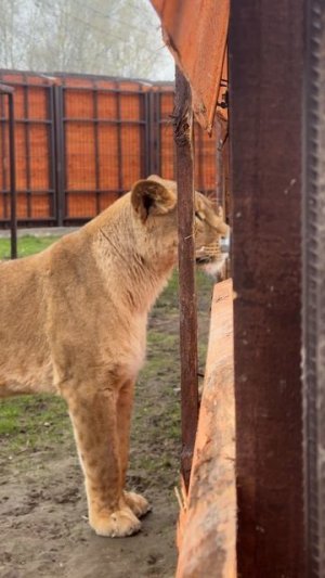Царь не выспался, царь не в духе