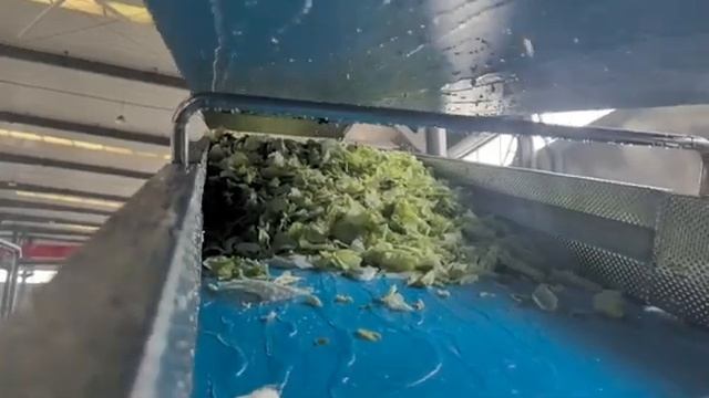 Линия по переработке салатных овощей весом 2000 кг - Полная система от нарезки до упаковки