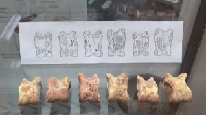 Игральные астрагалы эпохи бронзы на выставке «Мир детства»