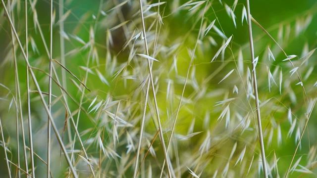 🎙 Как интегрировать принципы Голубых Зон в свою жизнь