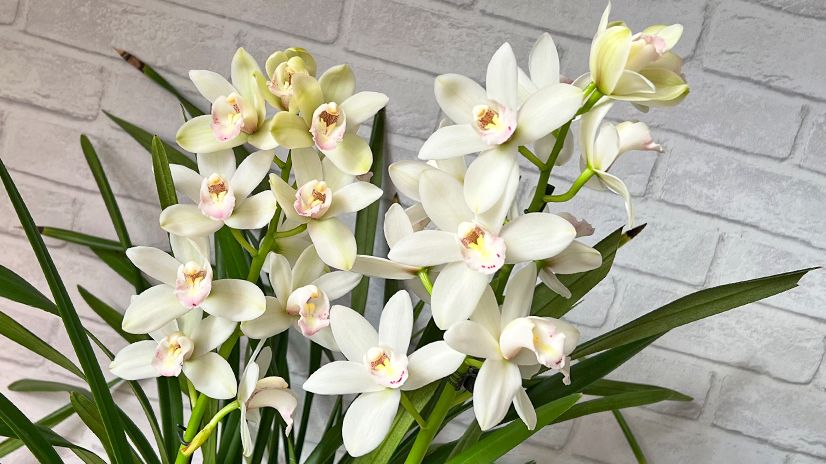 Орхидеи зимой. Цветение уход заметки