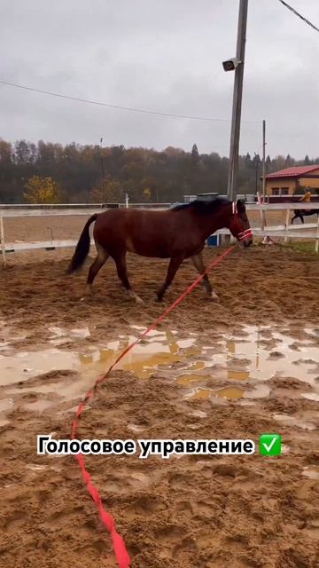 Голосовое управление #equestrian #equestrianlife #horse #выездка #конкур #конныйблог #лошадки