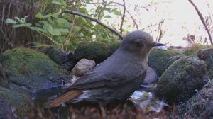 птицы на ПОИЛКЕ В САДУ 28.05.2024 ФОТОЛОВУШКА