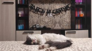 АРХИВ 2023 I здесь и сейчас: спокойный выходной | готовлю шарлотку | покупки | vlog 14-16.10.2023