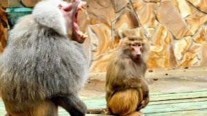 Мама Джульетта и папа Ромео ОТКАЗАЛИСЬ от Николь и ДАЖЕ КИДАЮТСЯ на меня, хотя я всегда с ней!