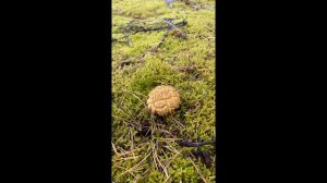 Природа Простоквашино