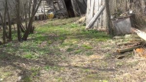 ЧТО ПОСАДИТЬ 💥 ПОСТОЯННАЯ  ТЕНЬ 💥   ПОДПИШИСЬ