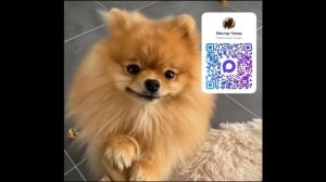 ещё ролик 🐶🔥