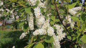 ВЕСНА! «ЦВЕТЕНЬЕ ЧЕРЁМУХ» поэтический клип моего стихотворения из цикла «Поэзия весны нижегородской»