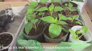 1 апреля 2026 🌱🌱🌱 Обзор рассады томатов, перцев, цветов, земляники и зелени