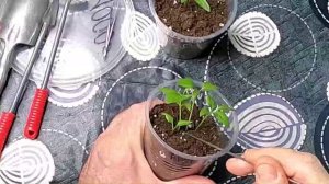 Если у ростка нет точки роста