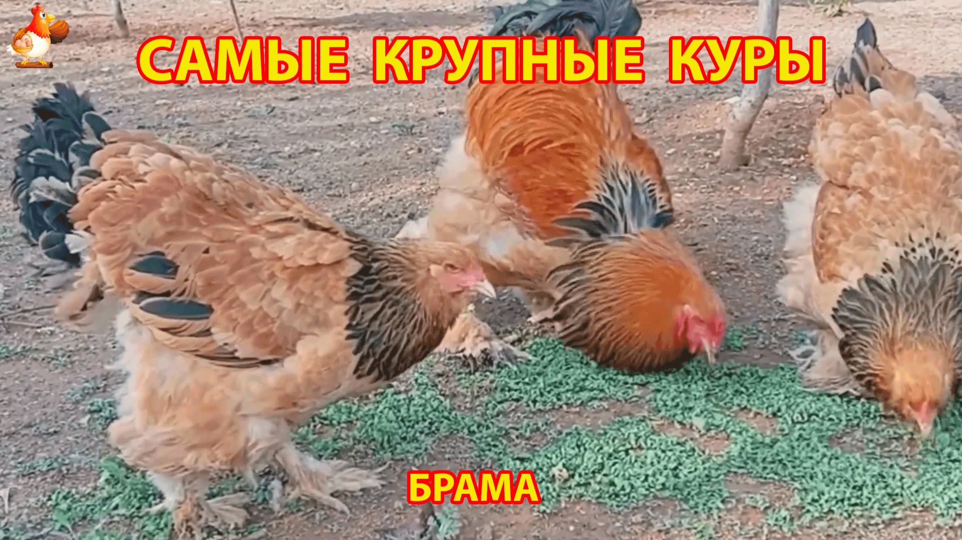 Самые крупные куры Брама смотреть онлайн