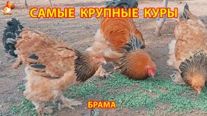 Самые крупные куры Брама
