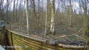 LIVE: На лесной опушке. Природа онлайн