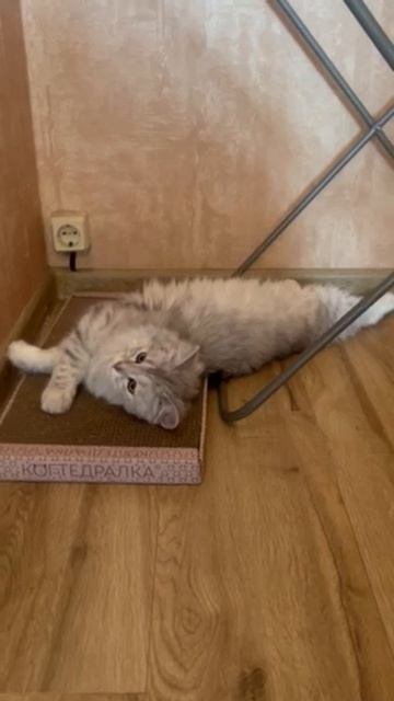 Кошка в восторге, от когтеточки не отходит!❤️