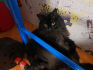 рисуем Долзи