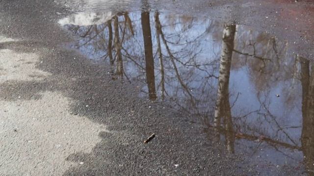 Грачи, голуби. Маша и медведь)