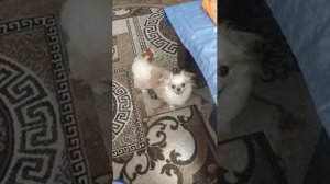 ТЁТЯ ИРА ПОДАРИЛА МНЕ КУКЛУ