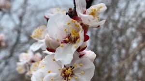 Крымская Весна 2026 А вот и абрикос расцвёл —
Весна в наш край вошла, поёт.
Белым облаком над садом,