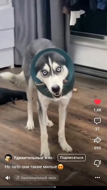 зато какие милые!!!