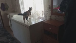 Пришибу обеих🐈🤗  / ЕДЕМ, ГУЛЯЕМ, ЖАРИМ