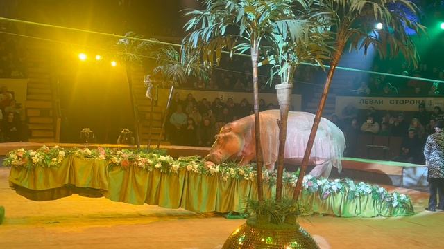 Жаркие тропики. Экзотические животные на арене цирка.