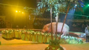 Жаркие тропики. Экзотические животные на арене цирка.