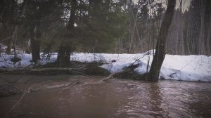 Вечер в мартовском лесу