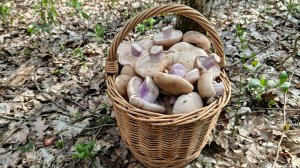 ПЕРВОАПРЕЛЬСКАЯ КОРЗИНА ГРИБОВ!!!! (но не шуточных!) По грибы 1 апреля 2026 года.