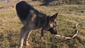 Овчарка. Щенок отцепился и хулиганит