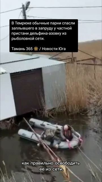 В Темрюке парни спасли заплывшего в запруду у частной пристани дельфина-азовку из рыболовной сети